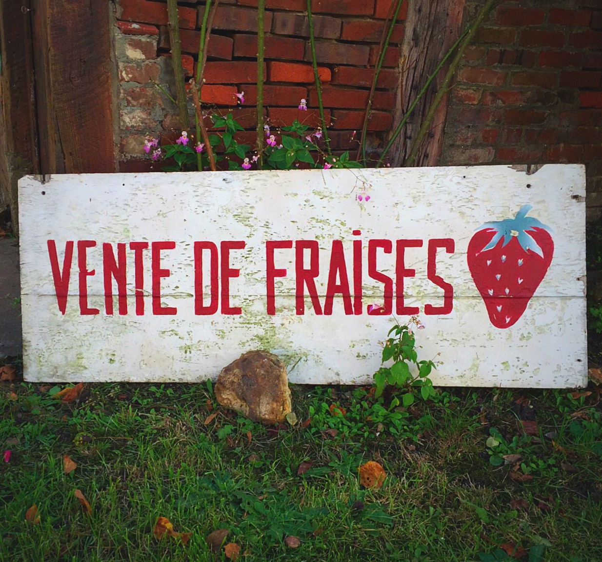 Vente de fraises